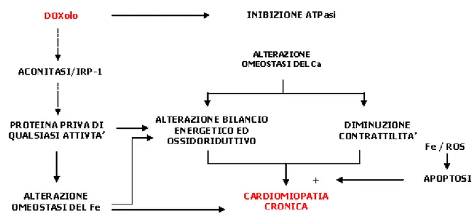 Figura 1.10 Meccanismi di cardiotossicità