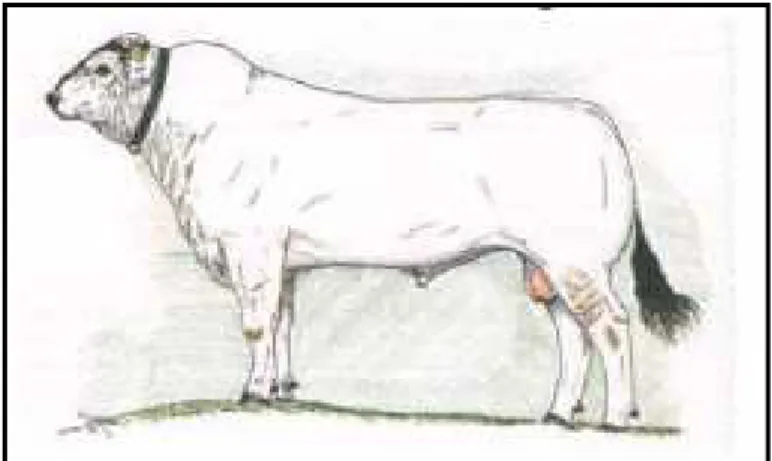 Figura 9: Aspetto ideale del toro chianino. 