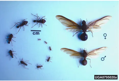 Figura  6:  Caste  in  Atta  texana,  con  maschio  fecondatore,  regina  alata;  formiche  operaie  e  formiche