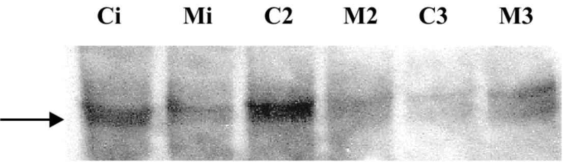 Figura 12 :Immunoblot per l’α-sinucleina su cellule e frazioni cellulari trattate con 
