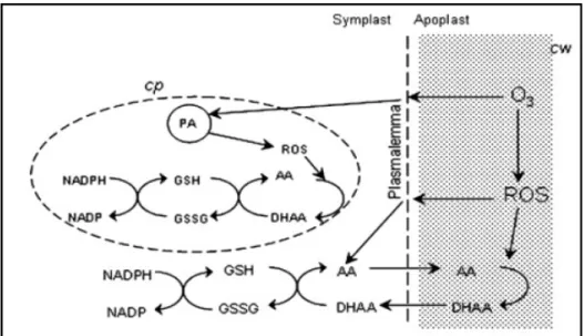 Figura  1.10.  Schema  semplificato  di  alcuni  sistemi  di  difesa  antiossidanti  nelle  cellule  vegetali,  loro  compartimentalizzazione ed interazione con l’O 3  (AA=acido ascorbico, DHAA=acido deidroascorbico, 