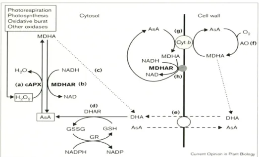 Figura 1.11. Reazioni redox e trasporto dell’ascorbato (ASA). Sono mostrati solo le reazioni nel citosol  ed il trasporto attraverso la membrana plasmatica (da Smirnoff, 2000)