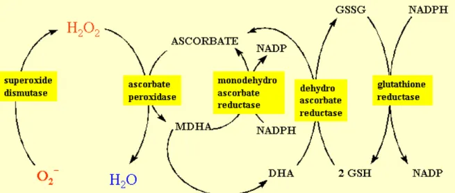 Figura 1.12. Rappresentazione del ciclo ascorbato-glutatione (o ciclo di Halliwell-Asada).