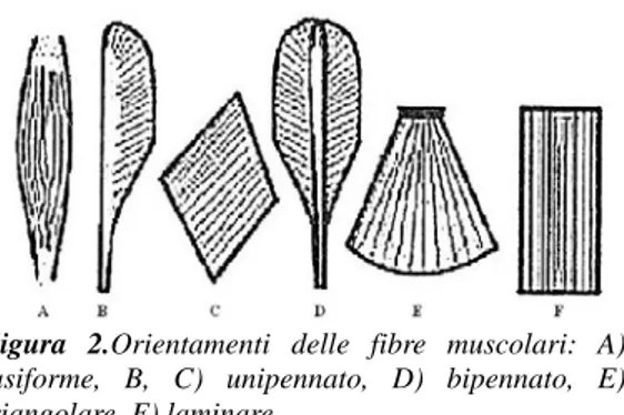 Figura 2.Orientamenti delle fibre muscolari: A)