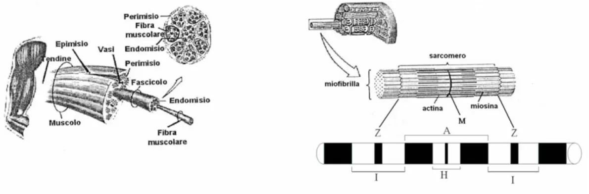Figura 3. Organizzazione macroscopica (a sx) e microscopica (a dx) del muscolo striato scheletrico
