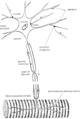 Figura 6. Il neurone.