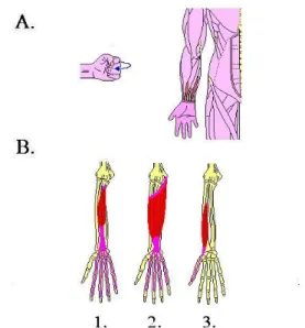 Figura 4. Movimento di flessione delle dita e muscoli coinvolti. 