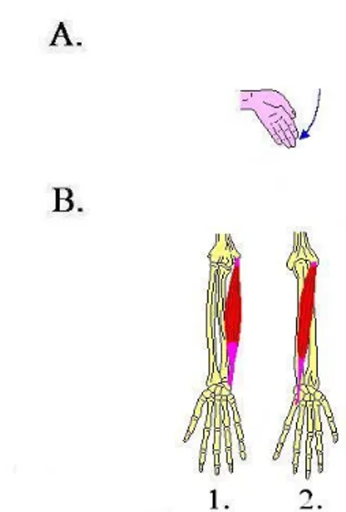 Figura 7. Movimento di adduzione del polso e muscoli coinvolti 