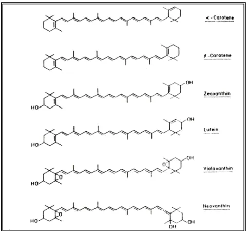 Figura 3: A) Formula di struttura delle clorofille: Clorofilla (a) X = CH3, Clorofilla  (b) X = CHO; B) Formula di struttura dei principali carotenoidi contenuti nei  cloroplasti delle piantesuperiori (da H