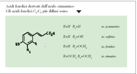 Fig. 1.4: formula di struttura degli acidi fenolici derivato dell’acido cinnamico 