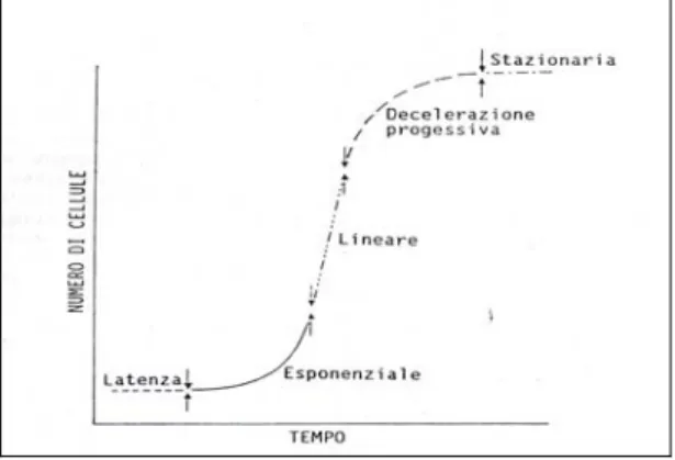 Fig. 1.1: curva di crescita del callo suddivisa nelle varie fasi 