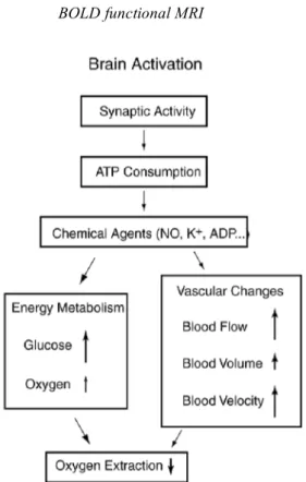 Fig.  5-1.  Physiological  changes  accompanying  brain  activation.  Functional  neuroimaging is largely based on the metabolism and flow changes in the  lower three  blocks