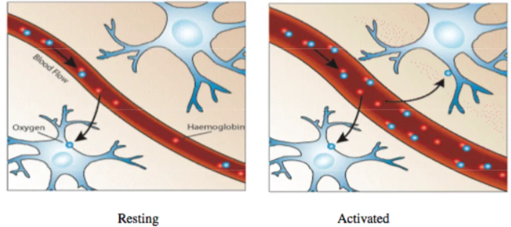 Fig. 5-2. Upon activation, oxygen is extracted by the cells, thereby increasing the level  of deoxyhaemoglobin in the blood