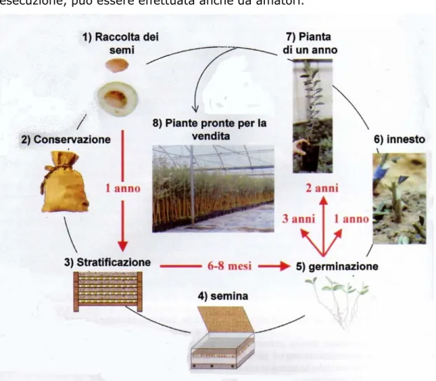 Fig . 6_ Schema del ciclo di produzione , in vivaio, di piantoni di olivo tramite la  tecnica dell’innesto; nello schema sono indicati i tempi necessari per le varie fasi