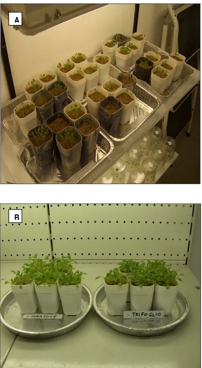 Fig. 11 - (A) e (B) Piantine di lattuga germinate in camera di crescita, appartenenti  a due tesi diverse: quelle con l’inoculo “C” ottenuto da trifoglio e quelle con l’inoculo  “D” ottenuto da girasole