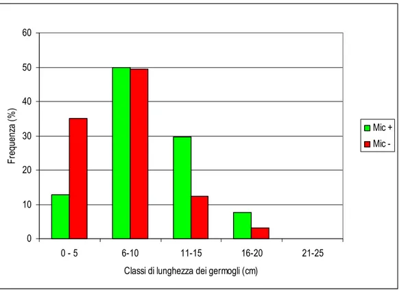 Fig. 15 - Distribuzione in classi di lunghezza delle piante di Leccino micorrizate  (Mic+) e non (Mic-) nel rilievo del 6 giugno 2007, propagate per talea, all’inizio del  I anno di accrescimento in vivaio.