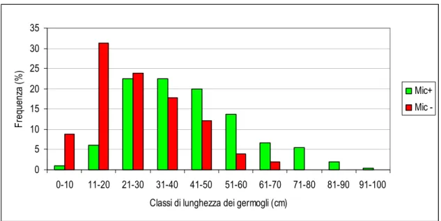 Fig. 16 - Distribuzione in classi di lunghezza delle piante di Frantoio micorrizate  (Mic+) e non (Mic-) nel rilievo del 20 luglio 2007, propagate per talea, durante il I  anno di accrescimento in vivaio.