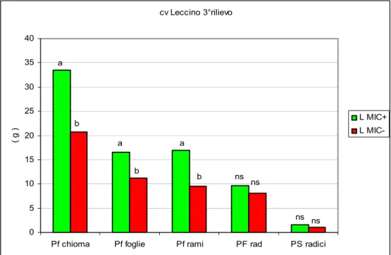Fig. 21 - Caratteri morfofisiologici rilevati 13/10’, in piantine di olivo  cv.Leccino propagate per talea, di 1 anno di età: di controllo (LMIC-)  e  micorrizate (LMIC+)
