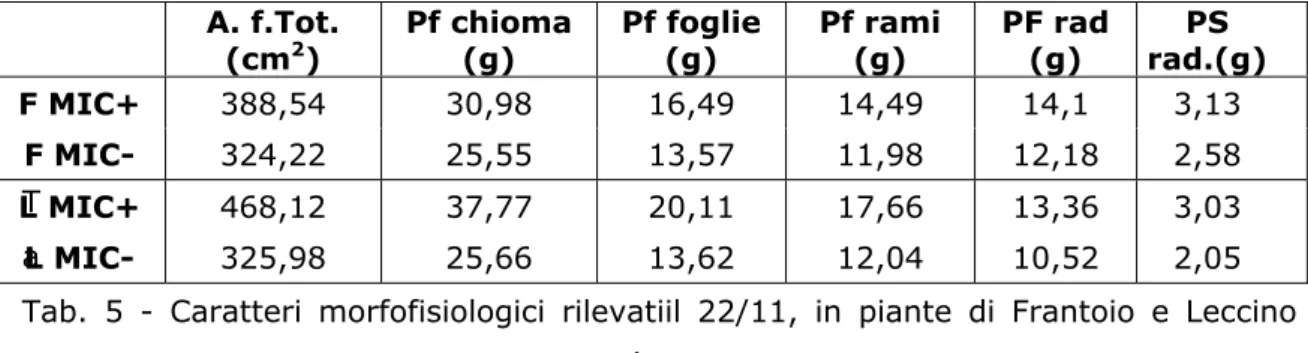 Tab. 5 - Caratteri morfofisiologici rilevatiil 22/11, in piante di Frantoio e Leccino   propagate per talea, di 1 anni di età:  micorrizate  (LMIC+  e  FMIC+)    e  non  micorrizate ( LMIC- e FMIC-)