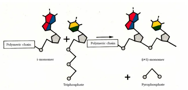 Fig. 1.1. Growth of a polynucleotide chain. 