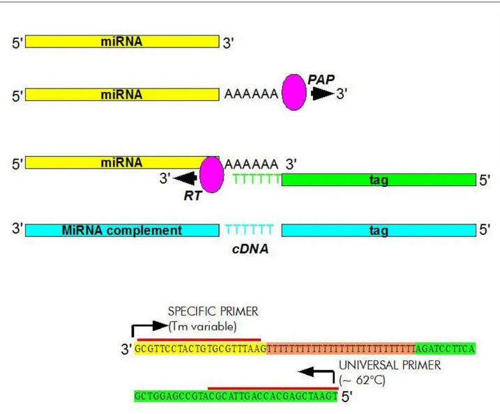 Fig. 11: Schema della reazione di retro-trascrizione e PCR per miRNA. E' qui indicato il metodo utilizzato dai kit 
