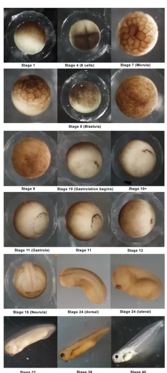 Fig. 9: Morfologia esterna di embrioni di Xenopus  Laevis a vari stadi