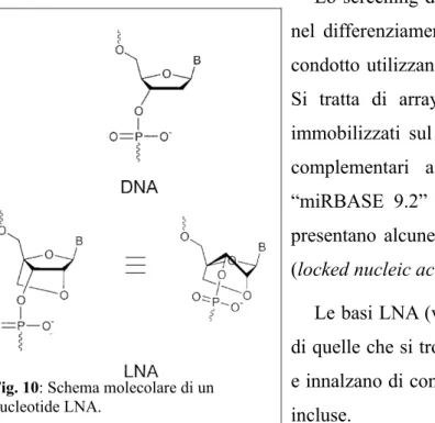 Fig. 10: Schema molecolare di un 