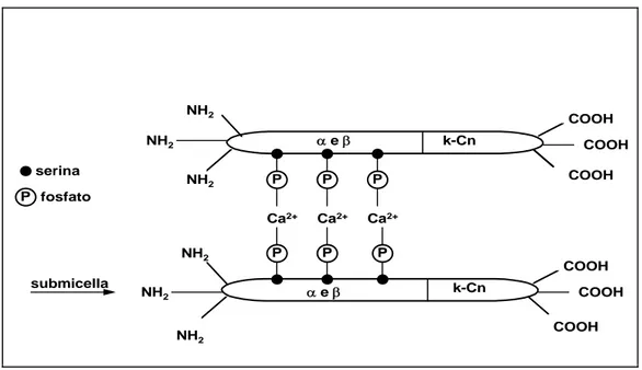 Figura 1. Rappresentazione della micella caseinica 