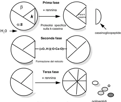 Figura 2. Schema della coagulazione enzimatica del latte (da Alais, 1988) 