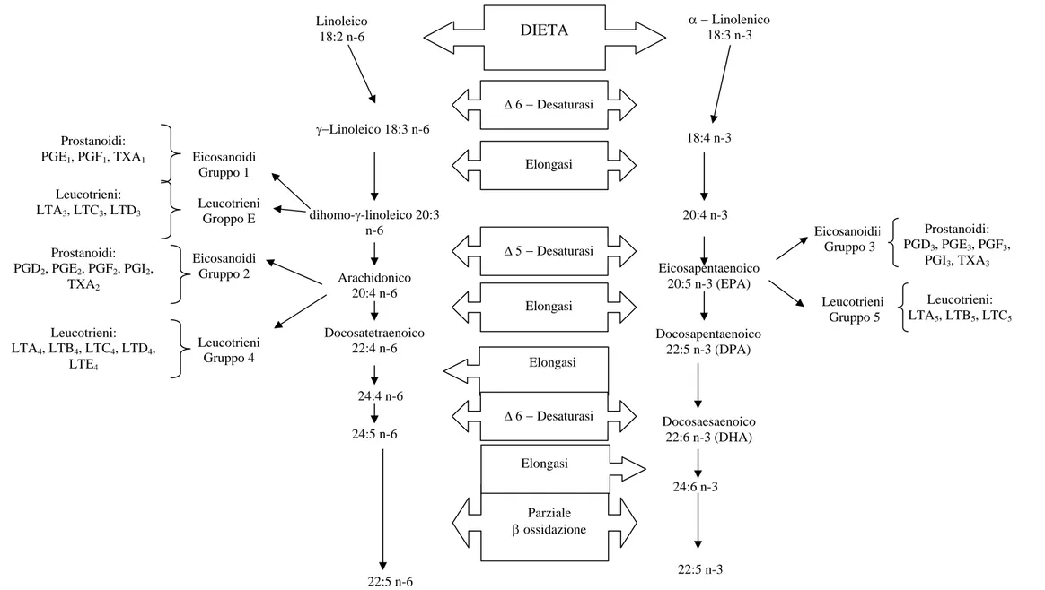 Figura 3. Schema delle sintesi degli acidi grassi polinsaturi della serie n3 ed n6 