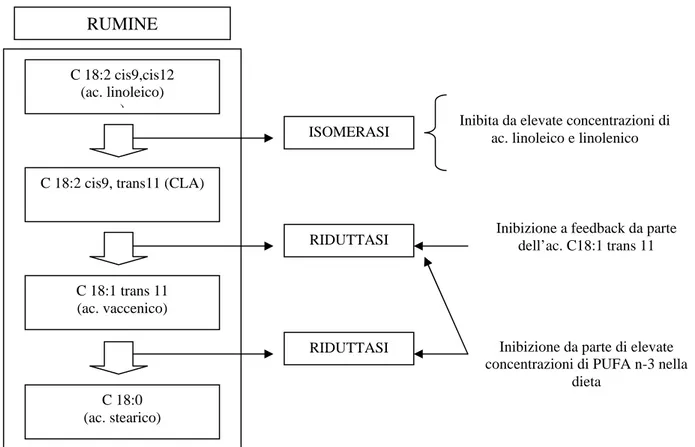 Figura 6. Schema dell’inibizione della sintesi ruminale dell’acido stearico 