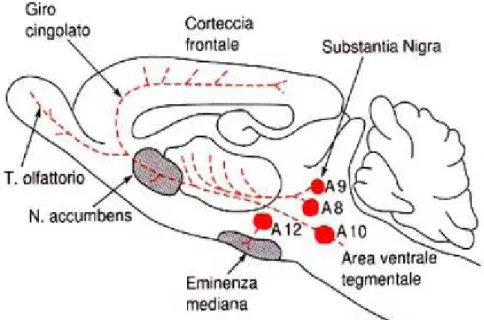 Fig. 11 - Vie dopaminergiche del sistema nervoso centrale di ratto 