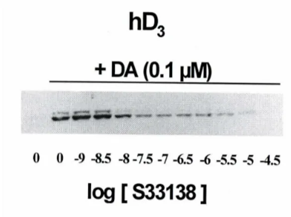 Fig. 17 -  Proprietà antagoniste dell’S33138 sui recettori D 3 h verso la DA 