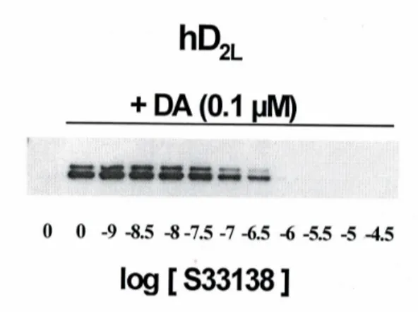 Fig. 19 - Proprietà antagoniste dell’S33138 sui recettori D 2L h verso la DA  -10 -9 -8 -7 -6 -5 -4-250255075100Fosforilazione ERK 1/2(% di DA, 0.1µM) log [S33138] (M)  + Dopamina [0,1 mM] log [S33138] (M)