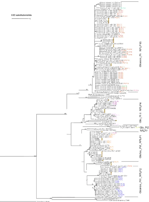Figura 17. Analisi filogenetica NJ dei Glomeromycota presenti nelle radici di piante di 