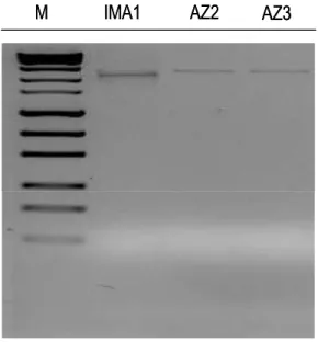 Figura 11. Prodotti di amplificazione dell’rDNA nucleare. Da sinistra il marker  (M)  1  kb  plus  DNA  ladder  (Invitrogen),  poi  i  campioni  IMA1,  AZ2  e  AZ3