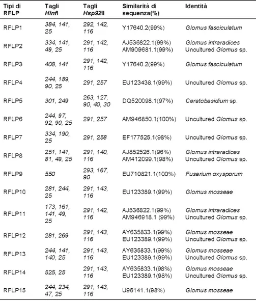 Tabella  4.  Profili  RFLPs  ottenuti  dai  campioni  radicali  di  M.  sativa  inoculati  con G