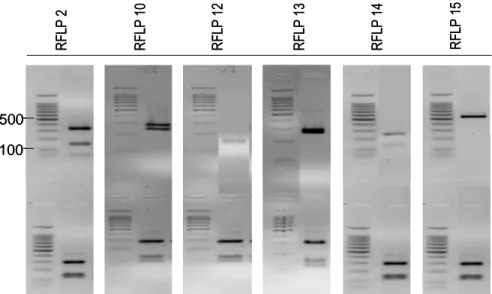 Figura  14.  Profili  di  restrizione  ottenuti  nella  tesi  IMA1.  Ogni  profilo  è  riportato  a  destra  del  marker  100  bp  DNA  ladder  (Promega),  ed  è  costituito  dal  prodotto  di  digestione  con  HinfI  (lanes  in  alto),  e  da  quello  con