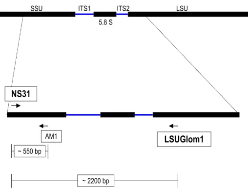 Figura  7.  Posizione  schematica  dei  primers  NS31  (Simon  et  al.,  1992)  e  LSUGlom1 (Renker et al., 2003) all’interno del DNA ribosomale