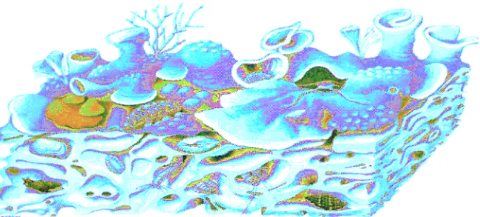 Figura  1.2.5  Sezione  di  un  banco  coralligeno  che  mostra  l’eterogeneità  del  substrato  e  i  differenti microhabitats ( disegno di J.Corb)