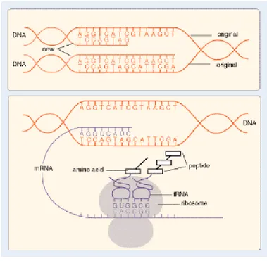 Figura 3: Interazione tra DNA ed RNA. 
