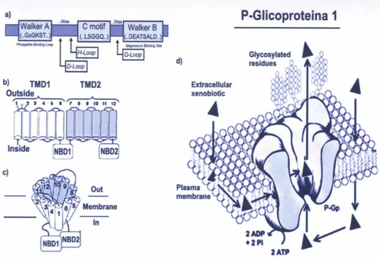 Figura  1.3.  a)Struttura  e  organizzazione  della  P-gp1.  b)  Unica  sequenze 