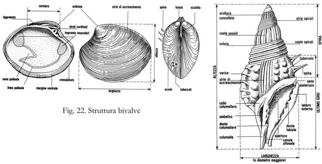 Fig. 23. Struttura gasteropode Fig. 22. Struttura bivalve 