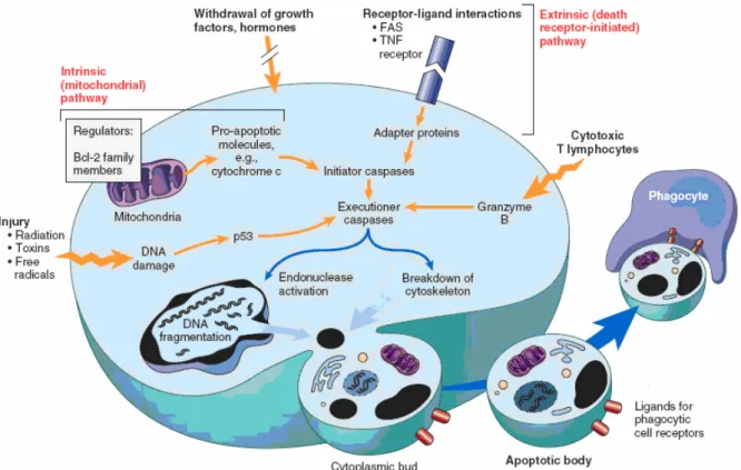 Fig. 6. Overview of the intracellular apoptotic pathways. 