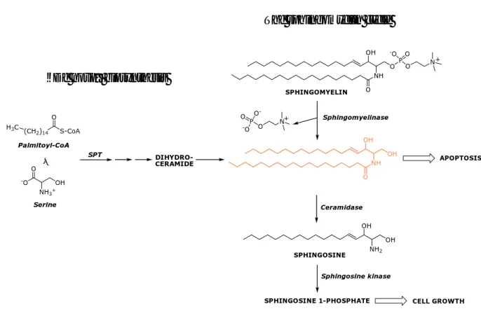 Fig. 8. Ceramide biosynthesis. 
