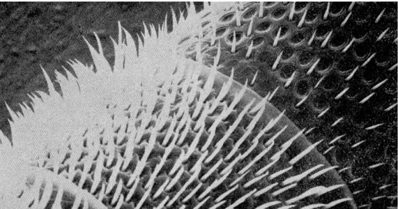 Fig. 4: ingrandimento dell'antenna di ape operaia, appare evidente la presenza di  sensilli placoidei solo sulla parte distale del flagello (ingrandimento 360x)