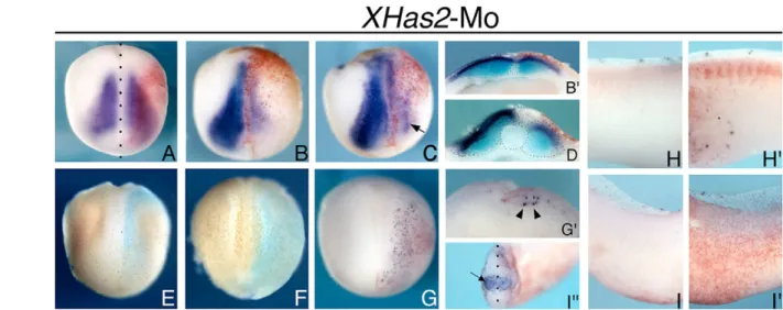 Fig. 4. XHas2 loss-of-function phenotype during early myogenesis. Dorsal view of XHas2-Mo injected embryos at neurula stage analyzed for