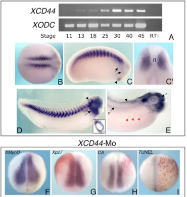 Fig. 5. XCD44 gene expression pattern. (A) XCD44 expression