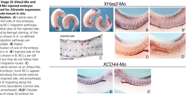 Fig. 7. Stage 32 XHas2-Mo and