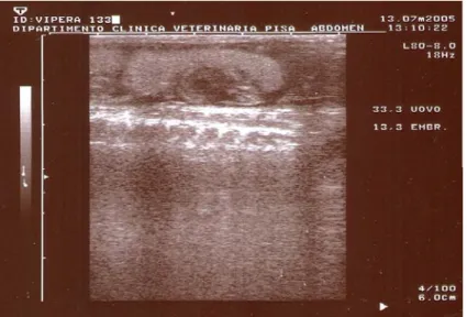 Fig. 12- Ecografia dell´addome di una femmina gravida, in cui è possibile osservare un uovo con all´interno un embrione in precoce fase di sviluppo